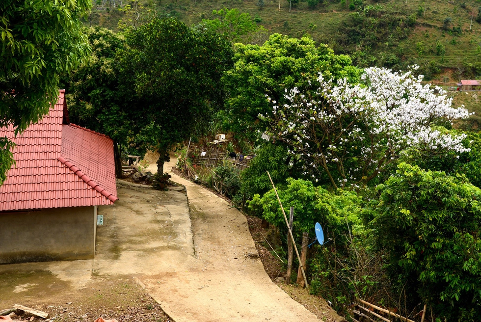 Trước nhà, một cây hoa ban đã bung nở