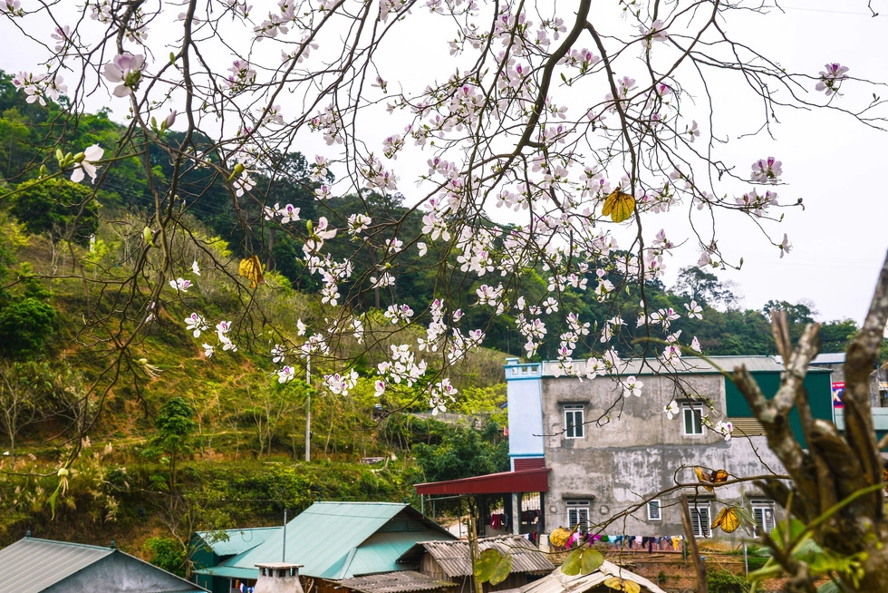 Hoa ban tô điểm cho núi rừng Tây Bắc