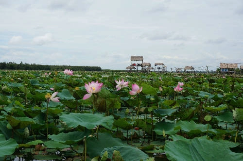 Cánh đồng sen rộng bát ngát hút hồn du khách.