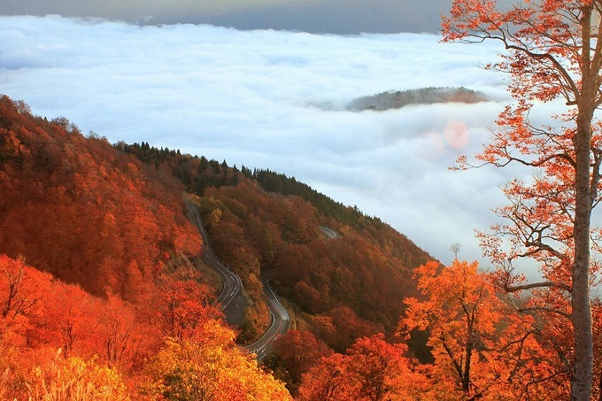 Hakusan Shirakawa-go White Road là cung đường ngắm cảnh dài 33km nối từ thành phố Hakusan, tỉnh Ishikawa đến làng Shirakawa, tỉnh Gifu. Cứ đến mùa thu người dân và du khách có thể lái xe và tận hưởng tiết trời mát mẻ cùng khung cảnh lá đỏ, vàng rực rỡ hoặc tìm đường đi bộ tới các thác nước trong vườn quốc gia Hakusan. Ảnh: Japan Travel by NAVITIME.