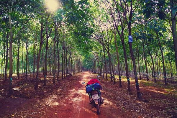 Mê cung rừng cao su rộng lớn từ ranh giới Đồng Nai qua Bình Phước tới tận ranh giới Lâm Đồng.