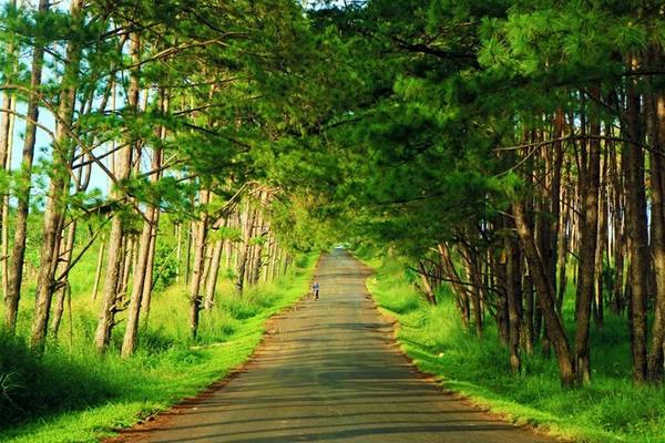 Đoạn đường thông vừa ra khỏi Quảng Sơn siêu đẹp và lung linh lúc nắng chiều vàng.