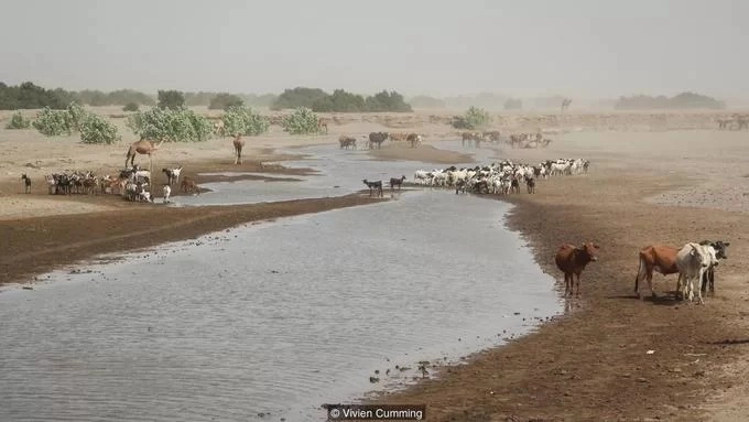 Người Afar cũng sinh sống theo lối du mục. Họ ở trong những túp lều có thể tháo dỡ và chăm sóc đàn gia súc gồm dê, lừa, lạc đà. Sông Awash là dòng nước chính chảy vào khu vực, mang lại sự sống cho người Afar và đàn gia súc của họ.  Awash là một trong những con sông độc đáo nhất trên thế giới. Bắt nguồn từ cao nguyên Ethiopia, sông chảy xuống các hồ trong vùng trũng Danakil. Dưới tác động của ánh nắng mặt trời thiêu đốt, nước hồ bốc hơi và để lại những chảo muối khổng lồ. Ảnh: BBC.