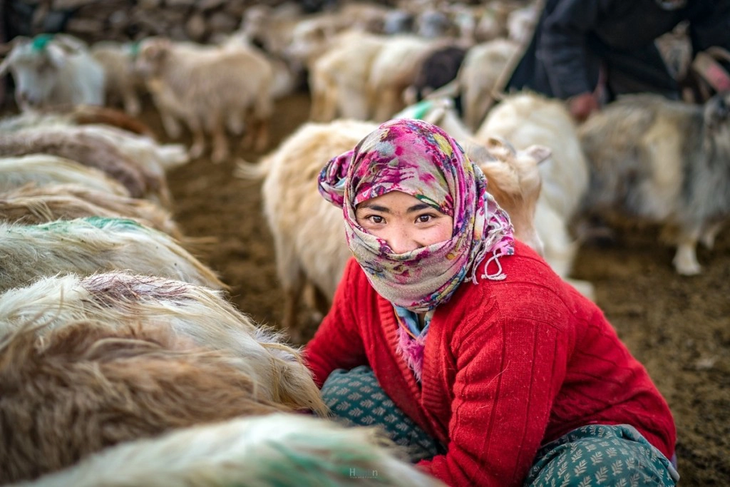 Một khu định cư Changpa có thể sở hữu tới 10.000 con vật. Khi đàn gia súc trở về vào hoàng hôn, những bước chân có thể tạo nên một làn khói bụi mịt mờ. Mỗi gia đình thường có 100 - 200 con. Số lượng gia súc liên quan đến sự giàu có trong cộng đồng Changpa. Kể cả mùa hè, buổi sáng ở Changtang rất lạnh. Khi những tia nắng ấm áp đầu ngày ló rạng, người Changpa sẽ đưa cừu ra khỏi chuồng quây và chăn chúng qua những ngọn núi để tìm cỏ. Trước khi đi, dê sẽ được buộc chặt vào nhau theo hàng để vắt sữa, trong khoảng 15, 20 phút. Công việc chăn dê sẽ kéo dài cả ngày và người Changpa sẽ chỉ trở về khi chiều muộn. Ảnh: Tehhanlin/Flickr. Trong cộng đồng, đàn ông đảm nhiệm các công việc ngoài trời và phụ nữ chủ yếu làm việc nhà như nuôi con, nấu ăn, chăm sóc gia súc. Tuy nhiên, cả 2 giới đều tham gia vào việc dệt sợi. Đàn ông chủ yếu quay và dệt lông yak, sử dụng làm lều, còn phụ nữ dệt len từ lông cừu, dày và kín hơn để làm áo khoác, mũ, thảm.