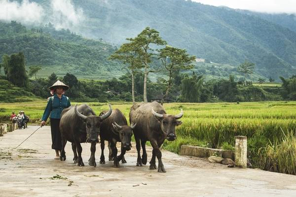 Sáng sớm, khi sương mù vẫn còn giăng trên những dãy núi, người dân từ các bản Lìm Mông, Lìm Thái đã dẫn trâu ra đồng cho kịp ngày mùa. Sáng sớm, khi sương mù vẫn còn giăng trên những dãy núi, người dân từ các bản Lìm Mông, Lìm Thái đã dẫn trâu ra đồng cho kịp ngày mùa.