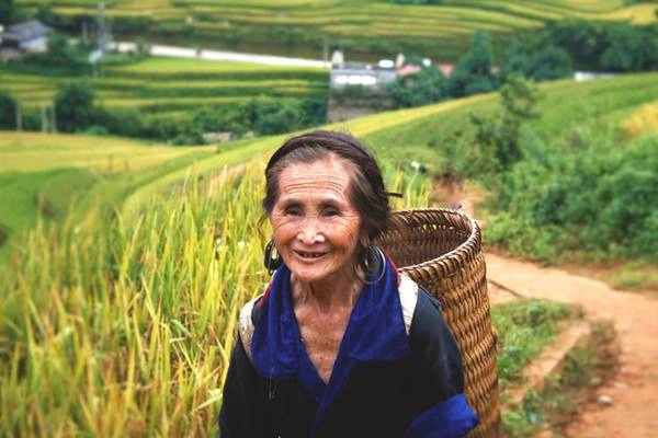 Từ các bản xa xôi, những người bà, người mẹ lại đeo gùi lên nương rẫy, tranh thủ ngày khô ráo để thu hoạch mùa màng. Có những thửa ruộng bông lúa đã chín nặng trĩu cành, chỉ chờ tay người thu hái. Từ các bản xa xôi, những người bà, người mẹ lại đeo gùi lên nương rẫy, tranh thủ ngày khô ráo để thu hoạch mùa màng. Có những thửa ruộng bông lúa đã chín nặng trĩu cành, chỉ chờ tay người thu hái.