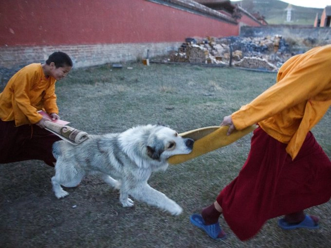 ...và chơi đùa với chó sau giờ tụng kinh buổi tối. ...và chơi đùa với chó sau giờ tụng kinh buổi tối.