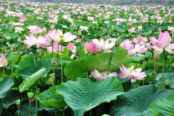 Ảnh: Khu bảo tồn Láng Sen