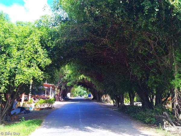 Khởi hành từ Sài Gòn, bạn di chuyển theo quốc lộ 22 đến Củ Chi. Trên đường đi, bạn sẽ bắt gặp những vòm cây rất thơ mộng. Ảnh: Tiểu Duy