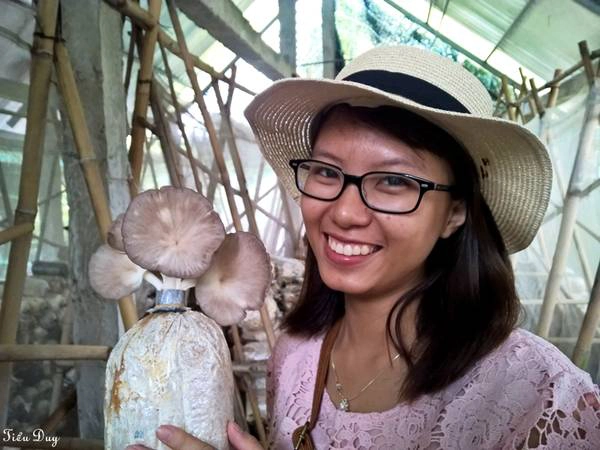Thu hoạch nấm thành phẩm. Ảnh: Tiểu Duy