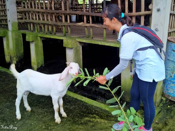 Cho một em dê trắng ăn. Ảnh: Tiểu Duy