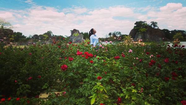 Thỏa thích chụp hình bên vườn hoa hồng rực rỡ. Ảnh: @thaont3s2