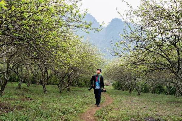 Ngoài hoa mận thì nhiều nơi vẫn còn hoa cải vàng cải trắng nhưng có thu vé vào từ 10.000 đồng đến 20.000 đồng, lác đác một số nơi có hoa đào nở. Ảnh: Nguyễn Hoài