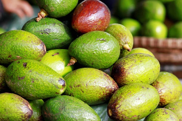 Bơ ở Bảo Lộc ngon không thua kém Đà Lạt nhưng giá chỉ từ 15.000 đến 30.000/kg tùy loại. Ảnh: Nga Bích Bơ ở Bảo Lộc ngon không thua kém Đà Lạt nhưng giá chỉ từ 15.000 đến 30.000/kg tùy loại. Ảnh: Nga Bích