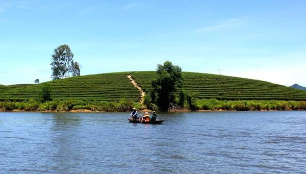 Phương tiện để tham quan các đảo chè là thuyền hoặc xuồng máy. Một chuyến thuyền chở tối đa bốn người khách với đầy đủ phao cứu hộ có mức giá từ 100.000-150.000 đồng trong một buổi. Ảnh: Trần Bá Chung.