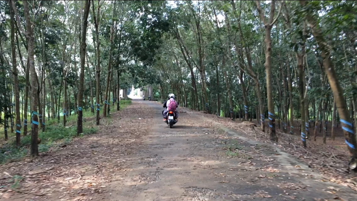 Tiếp tục đi thẳng đến đoạn đường bê tông có hơi xấu một tí, hai bên rợp bóng rừng cao su xanh mát. Ảnh: Mai Nguyễn.