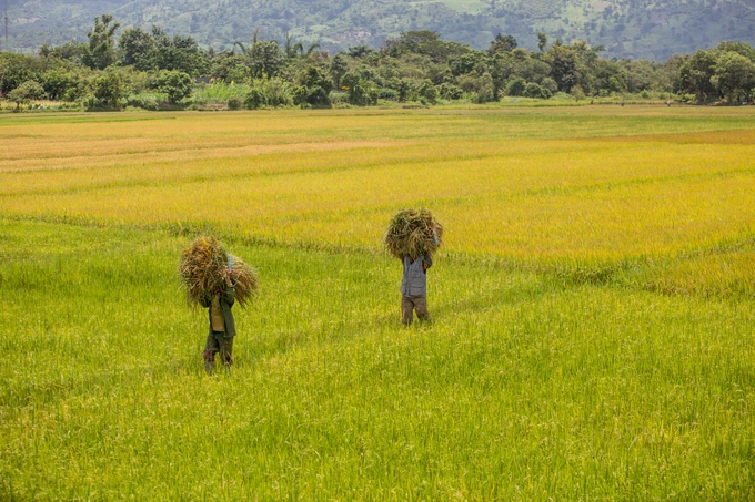 Đầu tháng 9, ven đường từ TP Buôn Ma Thuột tới hồ Lăk là những cánh đồng lúa đang vào mùa thu hoạch, thời điểm lý tưởng để du khách thưởng ngoạn khung cảnh thiên nhiên. Đầu tháng 9, ven đường từ TP Buôn Ma Thuột tới hồ Lăk là những cánh đồng lúa đang vào mùa thu hoạch, thời điểm lý tưởng để du khách thưởng ngoạn khung cảnh thiên nhiên.