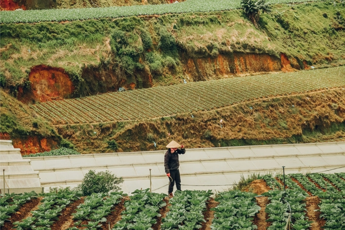 "Đà Lạt đối với mình là hai mảng màu rõ rệt: mảng màu của công nghiệp, dịch vụ hóa và mảng màu của tự nhiên. Đà Lạt đang dần khoác lên mình bộ áo của những công trình xấu đẹp lẫn lộn, của hàng quán lòe loẹt, của những địa điểm check-in xếp hàng ngao ngán. Nhưng vẫn còn đó, ở một nơi xa trung tâm là một vùng đất của nông trường, của sự an yên lao động, của tiếng máy cày, của những câu chuyện trên nương rau, nương chè", Kỳ Anh chia sẻ.