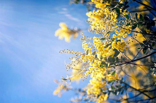 Sắc vàng mimosa in trên nền trời xanh - Ảnh: Cao Cat Sắc vàng mimosa in trên nền trời xanh - Ảnh: Cao Cat