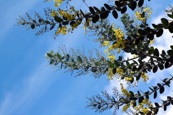 Hoa và nụ mimosa - Ảnh: Trân Duy Hoa và nụ mimosa - Ảnh: Trân Duy