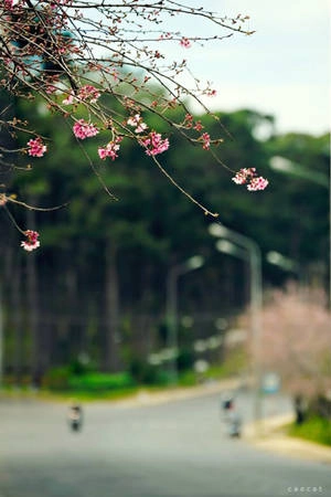 Hoa nở ven đường Đà Lạt - Ảnh: Cao Cát