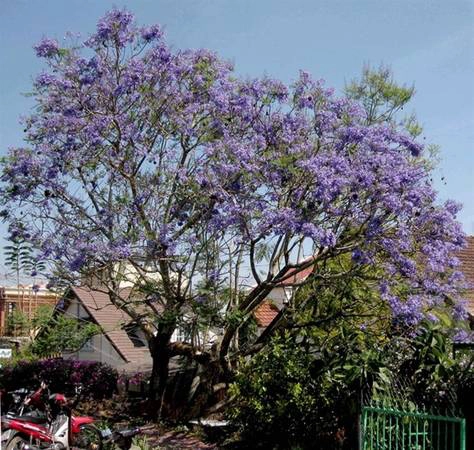 Năm 1995, Tiến sĩ Hà Ngọc Mai mang hạt phượng tím từ Australia về ươm, được khoảng 3.000 cây “phủ sóng” nhiều đường phố Đà Lạt. Năm 1995, Tiến sĩ Hà Ngọc Mai mang hạt phượng tím từ Australia về ươm, được khoảng 3.000 cây “phủ sóng” nhiều đường phố Đà Lạt.