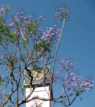 Phượng tím nở tím trời Đà Lạt. Phượng tím nở tím trời Đà Lạt.
