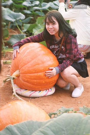 Và có những quả bí mà cả vòng tay của bạn cũng ôm không hết. Và có những quả bí mà cả vòng tay của bạn cũng ôm không hết.