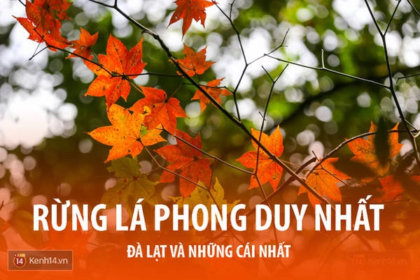 da-lat-noi-ma-ban-chang-the-ngo-co-vo-van-nhung-cai-nhat-ivivu-4