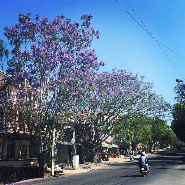 Phượng tím được như một “đặc sản” tại Đà Lạt. Ảnh: @tracee.le Phượng tím được như một “đặc sản” tại Đà Lạt. Ảnh: @tracee.le