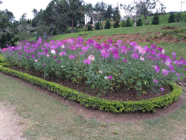 Vườn hoa thành phố Đà Lạt dường như là nơi hội tụ của những loài hoa đẹp nhất Vườn hoa thành phố Đà Lạt dường như là nơi hội tụ của những loài hoa đẹp nhất