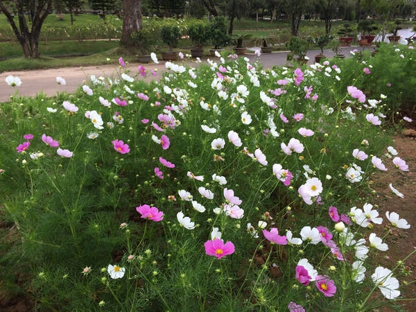 Hoa được trồng theo từng cụm, kèm thêm bảng tên ghi rõ loài hoa nào ở kế bên. Hoa được trồng theo từng cụm, kèm thêm bảng tên ghi rõ loài hoa nào ở kế bên.