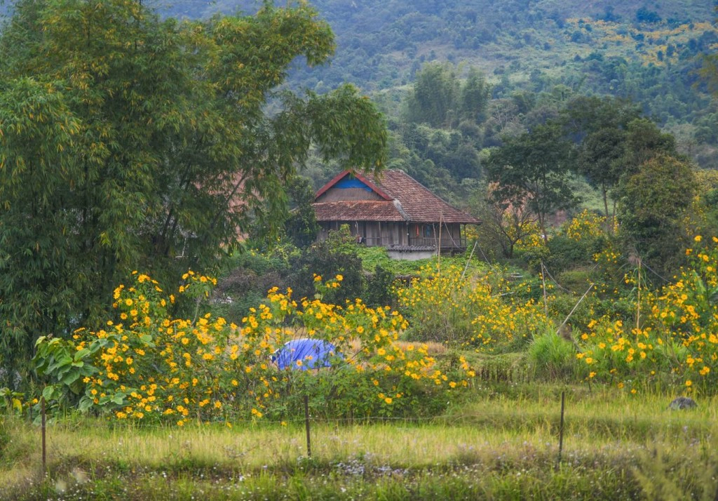 Ngôi nhà sàn của dân tộc Thái giữa mùa hoa. Đa phần dã quỳ ở Điện Biên mọc tự nhiên, một số ít do người dân trồng làm hàng rào. Ngôi nhà sàn của dân tộc Thái giữa mùa hoa. Đa phần dã quỳ ở Điện Biên mọc tự nhiên, một số ít do người dân trồng làm hàng rào.