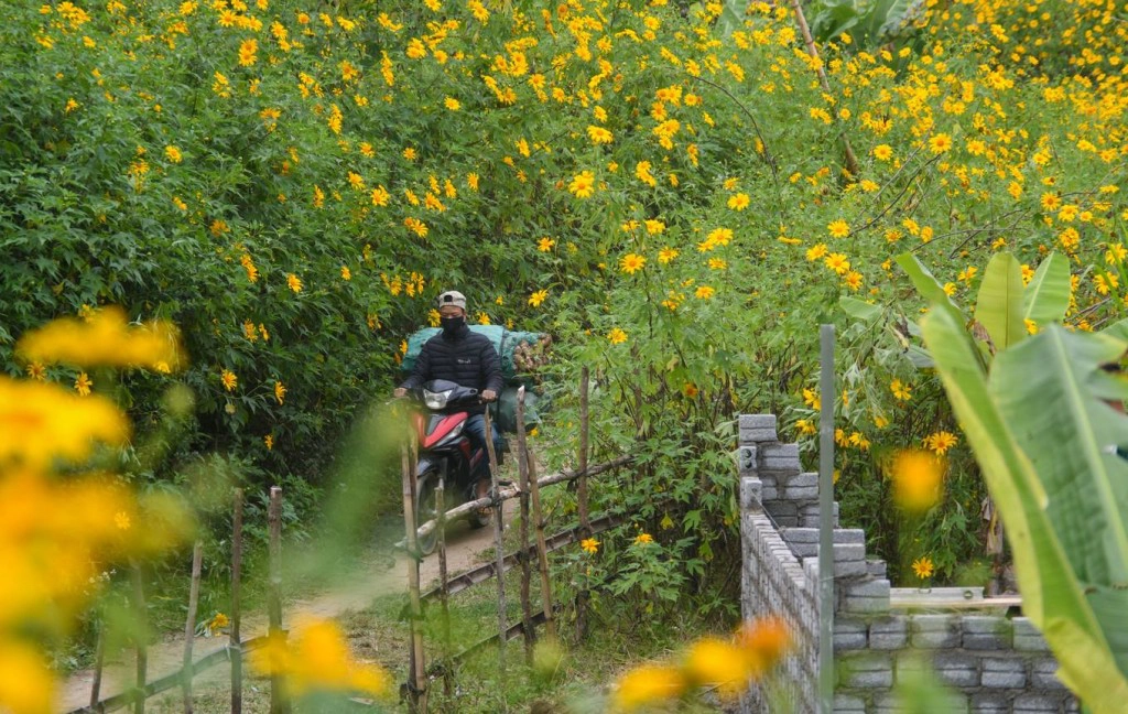 Anh Chư, người dân địa phương, cho biết thời điểm này hàng năm, khắp xã Mường Phăng và các khu vực xung quanh đều có rất nhiều dã quỳ. Thời gian gần đây, người dân còn trồng thêm quanh nhà nên lượng hoa càng nhiều thêm. Anh Chư, người dân địa phương, cho biết thời điểm này hàng năm, khắp xã Mường Phăng và các khu vực xung quanh đều có rất nhiều dã quỳ. Thời gian gần đây, người dân còn trồng thêm quanh nhà nên lượng hoa càng nhiều thêm.