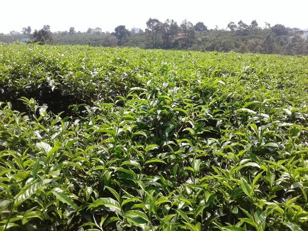 Địa điểm cuối cùng chúng tôi ghé đến là thành phố Bảo Lộc, nơi nổi tiếng với chè. Địa điểm cuối cùng chúng tôi ghé đến là thành phố Bảo Lộc, nơi nổi tiếng với chè.