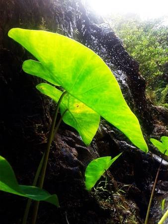 Thiên nhiên ở đây cũng hoang dại vô cùng, được tắm dòng nước mát của mẹ tự nhiên nên thực vật rất xanh tốt. Thiên nhiên ở đây cũng hoang dại vô cùng, được tắm dòng nước mát của mẹ tự nhiên nên thực vật rất xanh tốt.