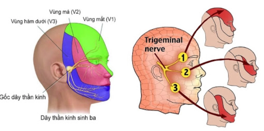 dây thần kinh số V