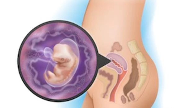 sự hình thành của phổi từ giai đoạn phôi thai