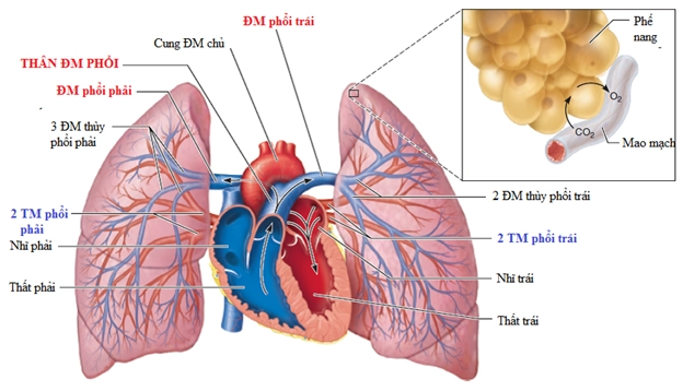 Hình thể trong của giải phẫu phổi