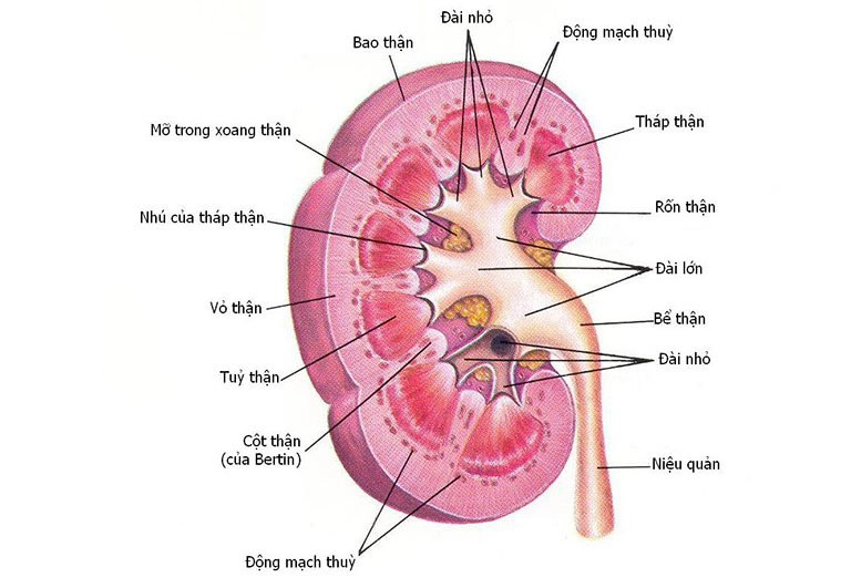 Hình thể ngoài của thận