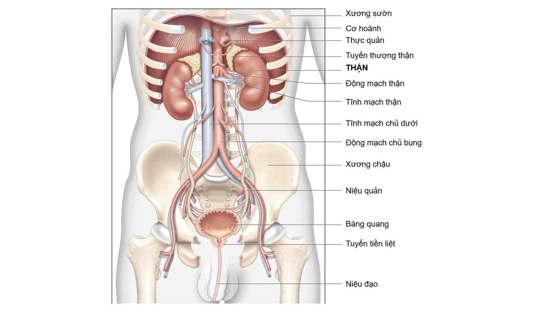 giải phẫu thận tiết niệu