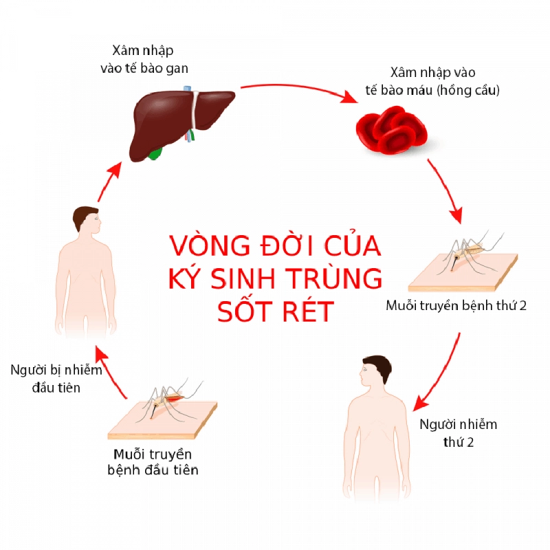 ký sinh trùng sốt rét