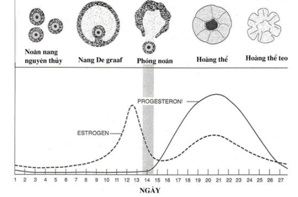 sinh lý chu kỳ kinh nguyệt