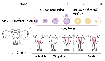 sinh lý kinh nguyệt