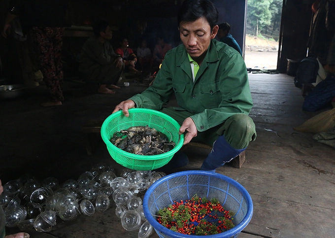 Vùng núi Ngọc Linh có người dân tộc Xê Đăng sinh sống. Trong mỗi dịp tết, ngày lễ, vào nhà mới, đám hỏi, đám cưới phải có món thịt chuột, chim, lợn treo gác bếp để tiếp đãi khách quý. "Chuột núi ăn sâm thường có màu lông vàng ánh đỏ, mắt thường khó phát hiện bởi chúng giống lá cây, nên phải quan sát kỹ mới bắt được", A Luận ở xã Măng Ri (huyện Tu Mơ Rông) cho biết. Vùng núi Ngọc Linh có người dân tộc Xê Đăng sinh sống. Trong mỗi dịp tết, ngày lễ, vào nhà mới, đám hỏi, đám cưới phải có món thịt chuột, chim, lợn treo gác bếp để tiếp đãi khách quý. "Chuột núi ăn sâm thường có màu lông vàng ánh đỏ, mắt thường khó phát hiện bởi chúng giống lá cây, nên phải quan sát kỹ mới bắt được", A Luận ở xã Măng Ri (huyện Tu Mơ Rông) cho biết.