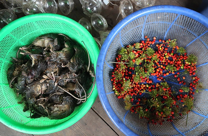 Loài chuột thường xuất hiện nhiều khi hạt cây sâm Ngọc Linh chín đỏ. Để bắt loài chuột núi tinh khôn này, bà con Xê Đăng làm những chiếc bẫy đơn giản ở hốc đá, gốc cây mà chuột hay lưu trú. Chuột đi qua vướng vào bẫy, hòn đá rơi xuống đè lên người chúng. Hoặc khi phát hiện chuột tàn phá sâm, người dân theo dõi dấu chân hoặc tiếng động trên lá sau đó thả mồi cố định ở một chỗ. Sau 2-3 ngày, họ đặt bẫy hoặc dùng ná cao su bắn. Người dân khá hiểu về tập tính loài chuột núi nên thường đi bắt vào ban đêm. Loài chuột thường xuất hiện nhiều khi hạt cây sâm Ngọc Linh chín đỏ. Để bắt loài chuột núi tinh khôn này, bà con Xê Đăng làm những chiếc bẫy đơn giản ở hốc đá, gốc cây mà chuột hay lưu trú. Chuột đi qua vướng vào bẫy, hòn đá rơi xuống đè lên người chúng. Hoặc khi phát hiện chuột tàn phá sâm, người dân theo dõi dấu chân hoặc tiếng động trên lá sau đó thả mồi cố định ở một chỗ. Sau 2-3 ngày, họ đặt bẫy hoặc dùng ná cao su bắn. Người dân khá hiểu về tập tính loài chuột núi nên thường đi bắt vào ban đêm.