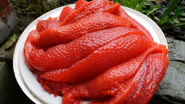 Một đặc sản lên men khác của Alaska là “trứng cá thối”. Trong đó, cá hồi cái thường có các buồng trứng lớn vào mùa hè. Trứng sẽ được chôn cùng đầu cá, cho đến khi phần ngoài cứng lại và bên trong mềm hơn. Ảnh: Alternative Learning. Một đặc sản lên men khác của Alaska là “trứng cá thối”. Trong đó, cá hồi cái thường có các buồng trứng lớn vào mùa hè. Trứng sẽ được chôn cùng đầu cá, cho đến khi phần ngoài cứng lại và bên trong mềm hơn. Ảnh: Alternative Learning.