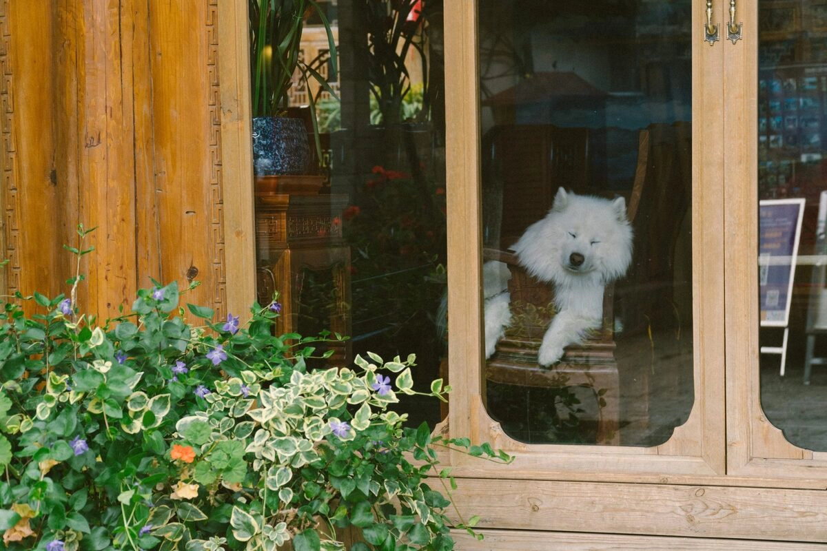 Người dân phố cổ thích nuôi thú cưng. Đây cũng là điểm thu hút du khách yêu động vật. 