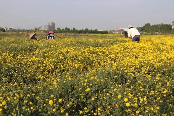 Những cánh hoa cúc li ti trong nắng.