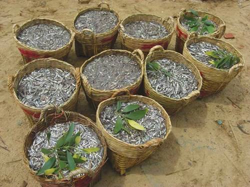 Cá cơm than, nguyên liệu để làm nước mắm Cá cơm than, nguyên liệu để làm nước mắm